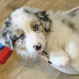 Australian Shepherds from Treasure Valley Australian Shepherds