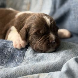 Cowboy - White and brown male Newfoundland puppy in Brandenburg, Kentucky from Bluegrass River Newfoundlands