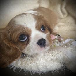 Girl 2 - Blenheim female Cavalier King Charles Spaniel puppy in Mesa, Arizona from Bubble-ishous Cavaliers, Cavapoos and Portadoodles