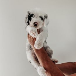 Tiny Theo - Blue merle and white male Sheepadoodle puppy in Wabash, Indiana from DOODCompany