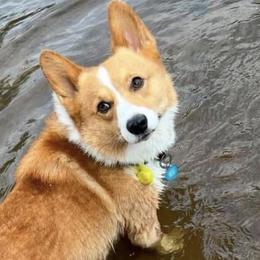 Aussiedoodles, French Bulldogs, Golden Retrievers, and Pembroke Welsh Corgis from Dannielle Coats