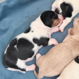 Girl 2 - Piebald female Dachshund puppy in Madison, Wisconsin from SK Miniature   Dachshunds
