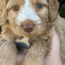 Grey collar - Caramel cream male Australian Labradoodle puppy in Fontana, California from Grammy's Puppy Love doodles and poodles