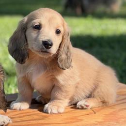 Cream Dapple Boy AKC LIMITED - Dapple male Dachshund puppy in Pauls Valley, Oklahoma from Simply Happy Dachshunds