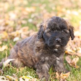 Gregg - Wheaten male Whoodle puppy in West Bend, Iowa from Blue Skies Terriers