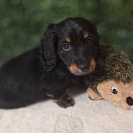 Zipper - Black and tan male Dachshund puppy in Centerville, Georgia from Mel's LowRider Ranch