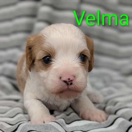Velma - Blenheim female Cavapoo puppy in Salem, New Jersey from Dreamy Night Doodles