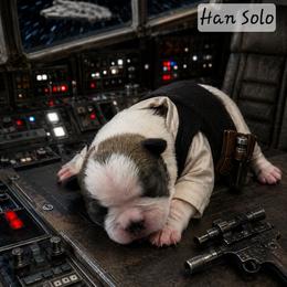 Han Solo - Blue male Boston Terrier puppy in Kingsport, Tennessee from Irish Heart Bostons