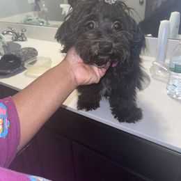 Bailey - Shihpoo