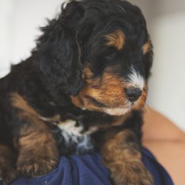 Bernedoodle and Goldendoodle Puppies from Home Sweet Doodles