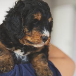 Bernedoodle and Goldendoodle Puppies from Home Sweet Doodles