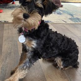 Miniature Schnauzer puppies from New River Miniature Schnauzers and Anatolians