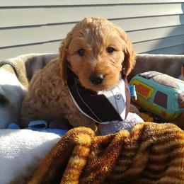 Goldendoodle Puppies from Lu Doodles