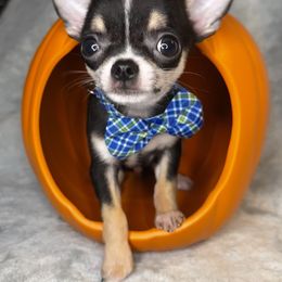 Frank - Black and tan male Chihuahua puppy in Niagara County, New York from Coolballow Chihuahuas