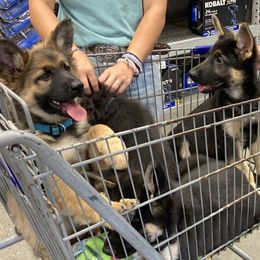 German Shepherd Puppies from Celtic Rose German Shepherds