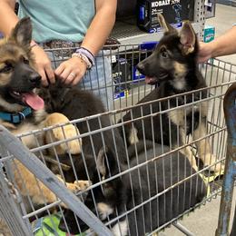 German Shepherd Puppies from Celtic Rose German Shepherds
