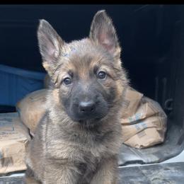 Dachshund and German Shepherd Puppies from Illyria Dox & GSD