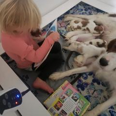 Clumber Spaniel and Irish Red and White Setter Puppies from NyaStar & Chequamegon