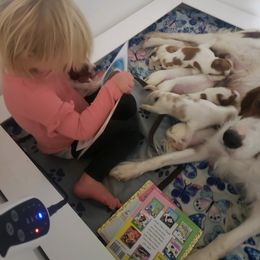 Clumber Spaniel and Irish Red and White Setter Puppies from NyaStar & Chequamegon