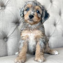 Gym Shoes👟 - Blue merle female Aussiedoodle puppy in Granbury, Texas from Triple Cross Doodles