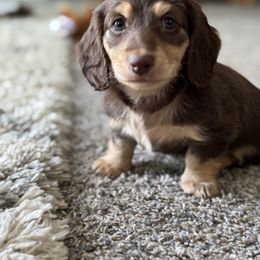 Twix - Chocolate and cream male Dachshund puppy in Michigan from M.H.P Dachshunds