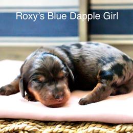 Blue Dapple Girl - Dapple female Dachshund puppy in Burkesville, Kentucky from Bline’s Awesome Aussies & Doxies at the Bline Family Farm