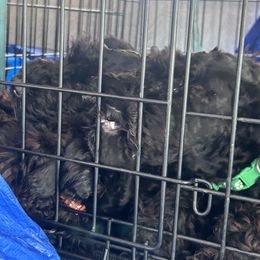Kerry Blue Terrier Puppies from Eirebear Kerry Blue Terriers