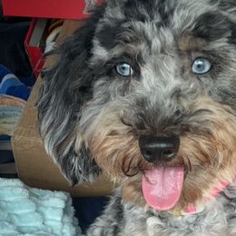 Aussiedoodles and Goldendoodles from Toledo Creek Doodles