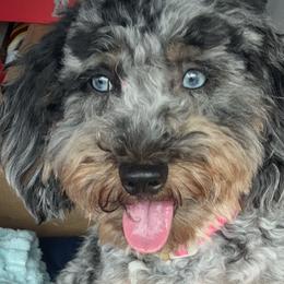 Aussiedoodles and Goldendoodles from Toledo Creek Doodles