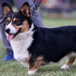 Mack - Pembroke Welsh Corgi