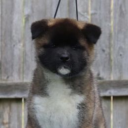 Akita Puppies from Excel Shu-Ku Akitas