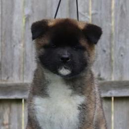 Akita Puppies from Excel Shu-Ku Akitas