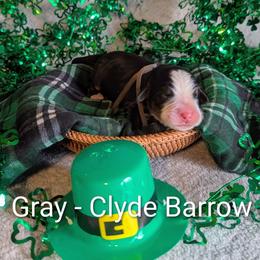Gray - Clyde Barrow - Black rust and white male Bernese Mountain Dog puppy in Marion, Indiana from Zarah's Bernese Mountain Dogs