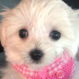 Bubbles - White female Maltese puppy in North Myrtle Beach, South Carolina from Perfect Puppies