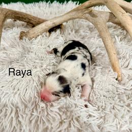 Raya - Blue merle female Australian Shepherd puppy in Vernal, Utah from Dancing M Kennels
