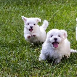Maltese and Maltipoo Puppies from Chez Lexi Kennels