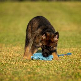 German Shepherd Puppies from Sommerfeld German Shepherds