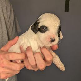 Boy 1 - male Cavapoochon puppy in Poetry, Texas from Darling Doodles of Texas