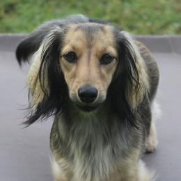 Karma - Dachshund