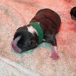 Green Collar - Blue male Boston Terrier puppy in Lakewood, California from So Cal Boston’s