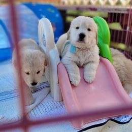 Golden Retriever Puppies from Big Bend Goldens