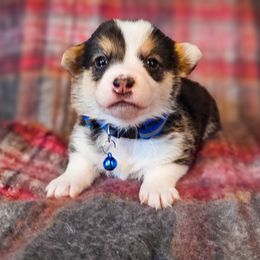 Spruse - Black and tan female Pembroke Welsh Corgi puppy in Fortine, Montana from North Star Pembroke Welsh Corgi's