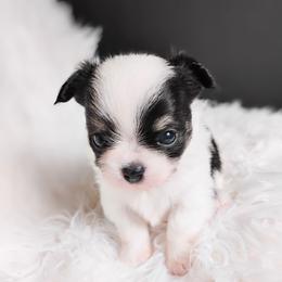 Blizzard - Black and white male Chihuahua puppy in Wayland, Michigan from MI Chihuahua