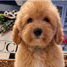 Jasper - Green - male Cavapoochon puppy in Fairmont, West Virginia from Robin Nelson