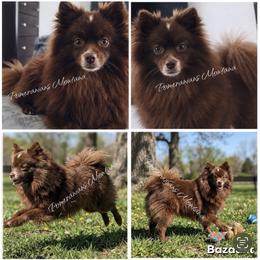 Sugar - Pomeranian
