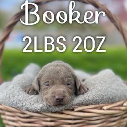 Booker - Silver male Dilute Retriever puppy in Puyallup, Washington from 12 Door Farm Labradors
