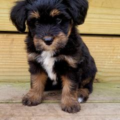 Australian Mountain Doodle, Bernedoodle, Companion Cross, and Shihpoo Puppies from Perfect Companion Puppies