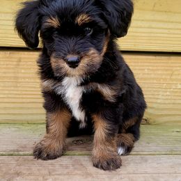 Australian Mountain Doodle, Bernedoodle, Companion Cross, and Shihpoo Puppies from Perfect Companion Puppies