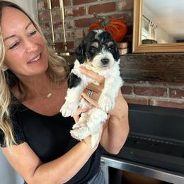 Honey - Tri-color female Bernedoodle puppy in Yuba City, California from Ranch House Doodles