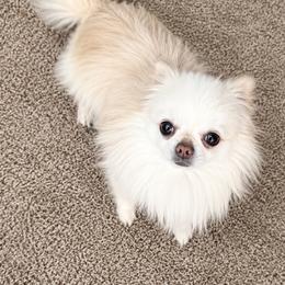 Mike - Chihuahua
